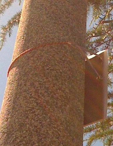 Y of two bungees on stone pole